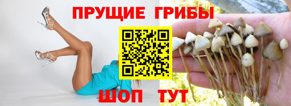 Псилоцибиновые грибы Psilocybine cubensis  Вход с VPN  Галлюциногенные грибы Cubensis  Озёры 